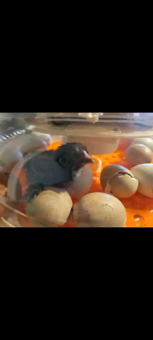 blue-green egg chick-poussin a oeufs bleu vert - Photo 6