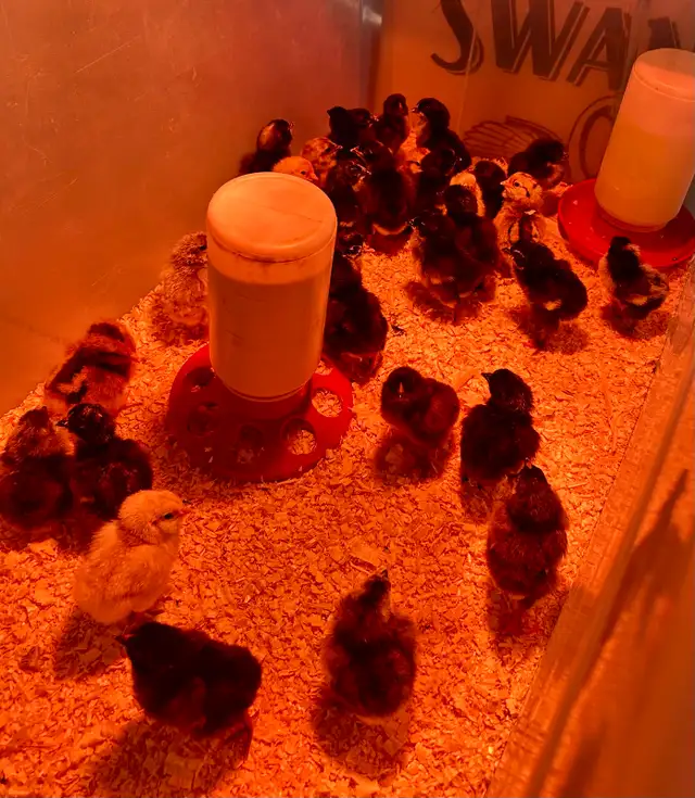 chicks available