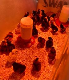 chicks available