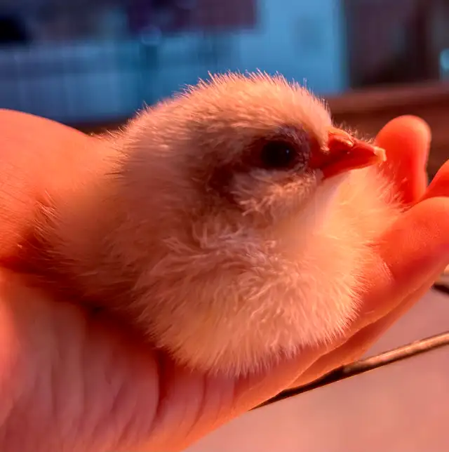chicks available - Photo 2