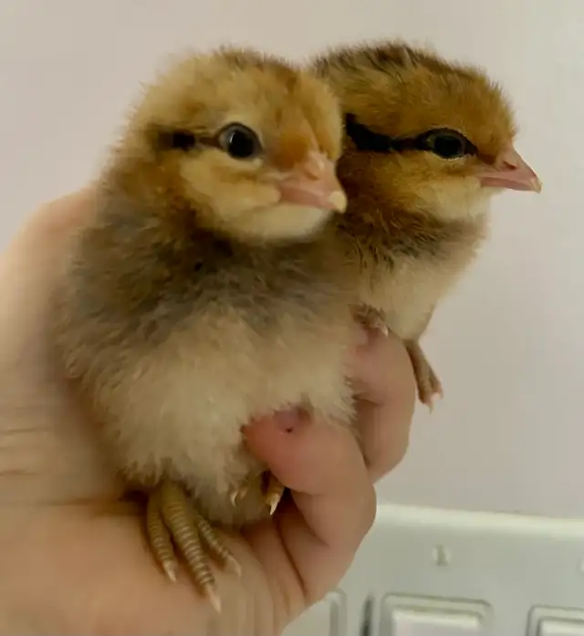chicks available - Photo 3