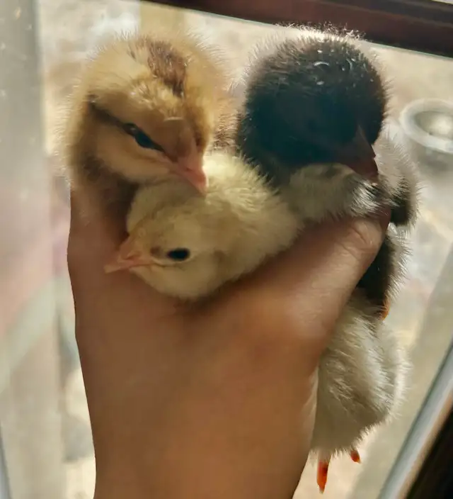 chicks available - Photo 4