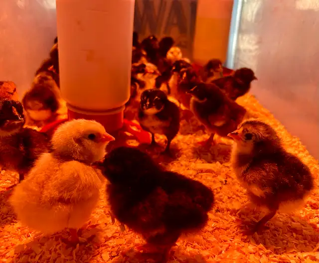 chicks available - Photo 5