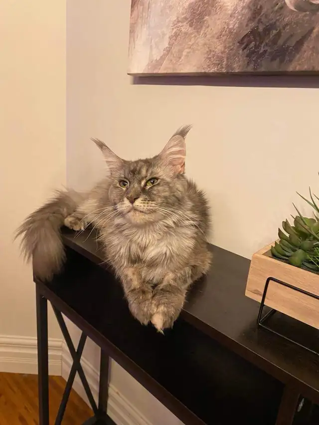 Maine Coon
