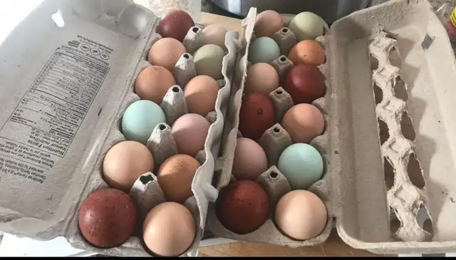 oeufs fécondés à vendre