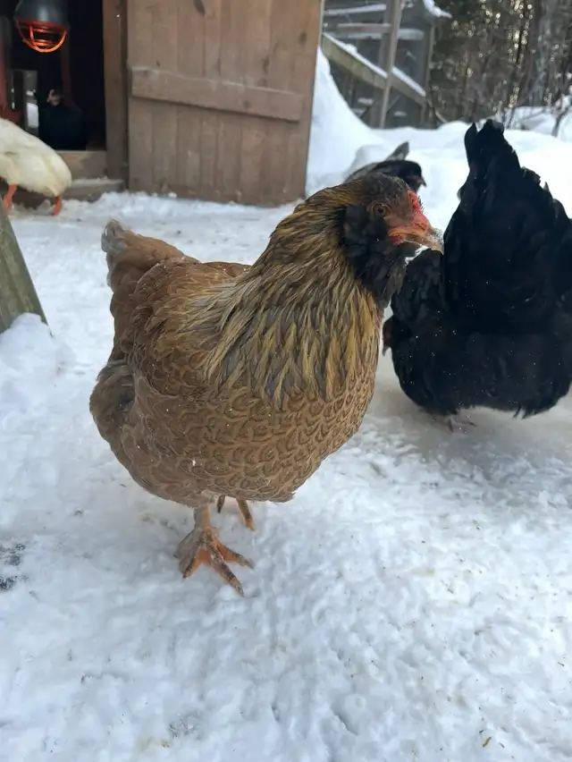 oeufs fécondés à vendre - Photo 3