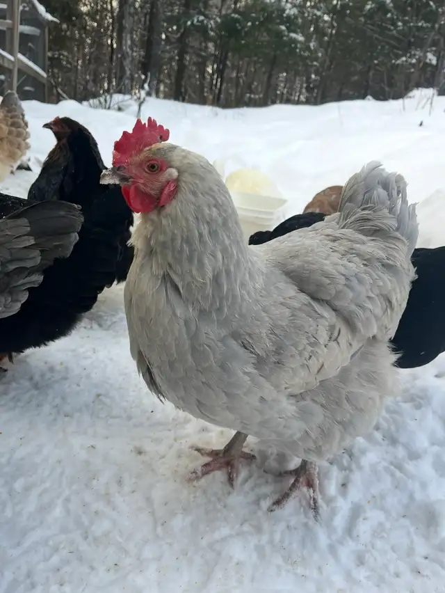 oeufs fécondés à vendre - Photo 4