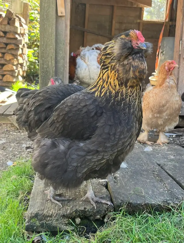 oeufs fécondés à vendre - Photo 8