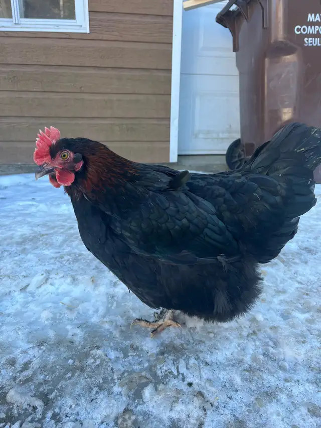 oeufs fécondés à vendre - Photo 9