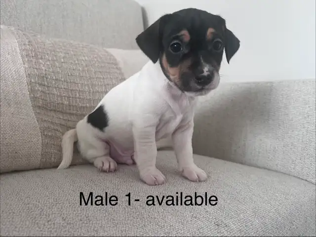 Male Jack Russell Puppies