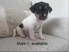 Male Jack Russell Puppies