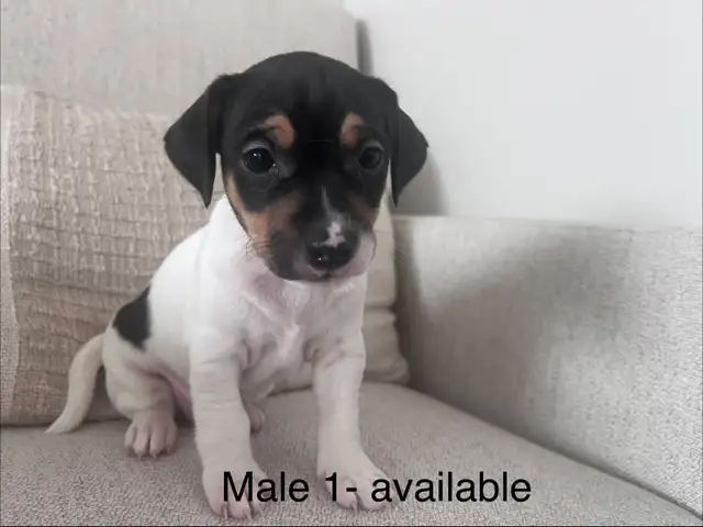 Male Jack Russell Puppies - Photo 2