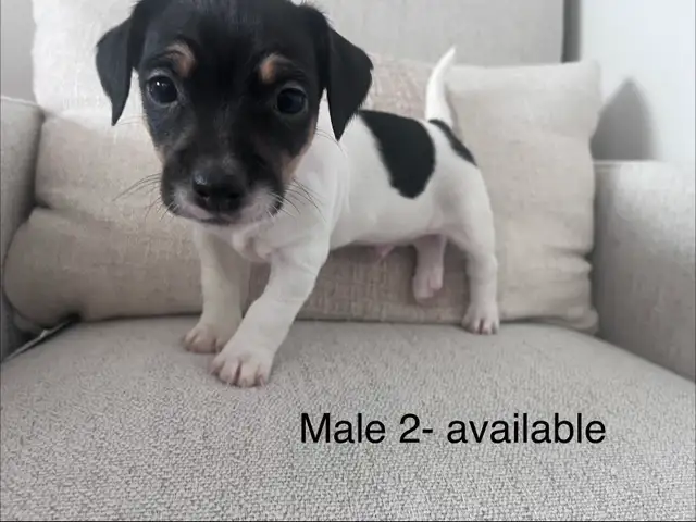Male Jack Russell Puppies - Photo 3