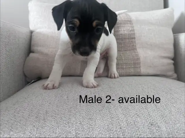 Male Jack Russell Puppies - Photo 4