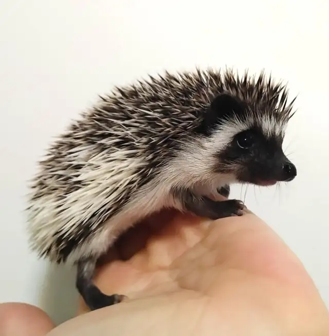 ♥Marty dark masked baby hedgehog s&p pinto boy