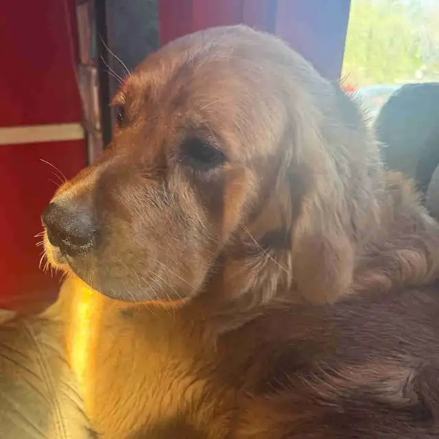 purebred golden retrievers puppies expected litter :)