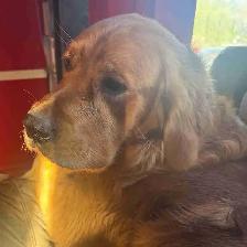 purebred golden retrievers puppies expected litter :)