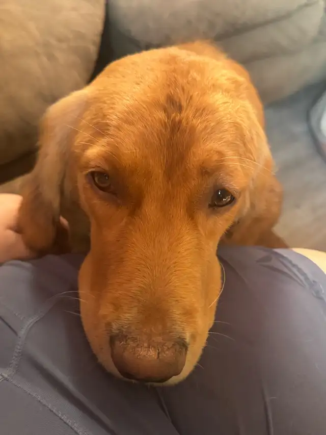 purebred golden retrievers puppies expected litter :) - Photo 2