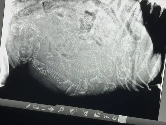 purebred golden retrievers puppies expected litter :) - Photo 3