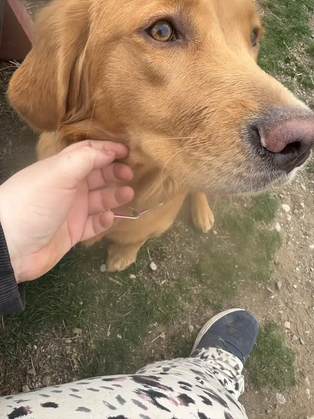 purebred golden retrievers puppies expected litter :) - Photo 4