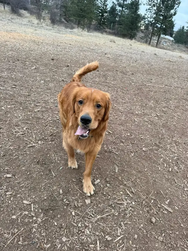purebred golden retrievers puppies expected litter :) - Photo 5
