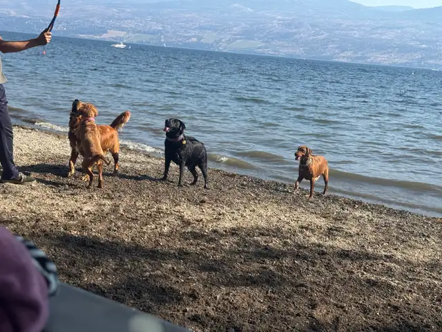 purebred golden retrievers puppies expected litter :) - Photo 6
