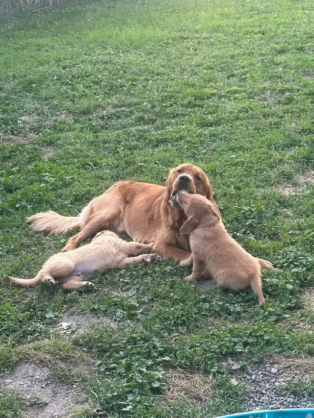 purebred golden retrievers puppies expected litter :) - Photo 7