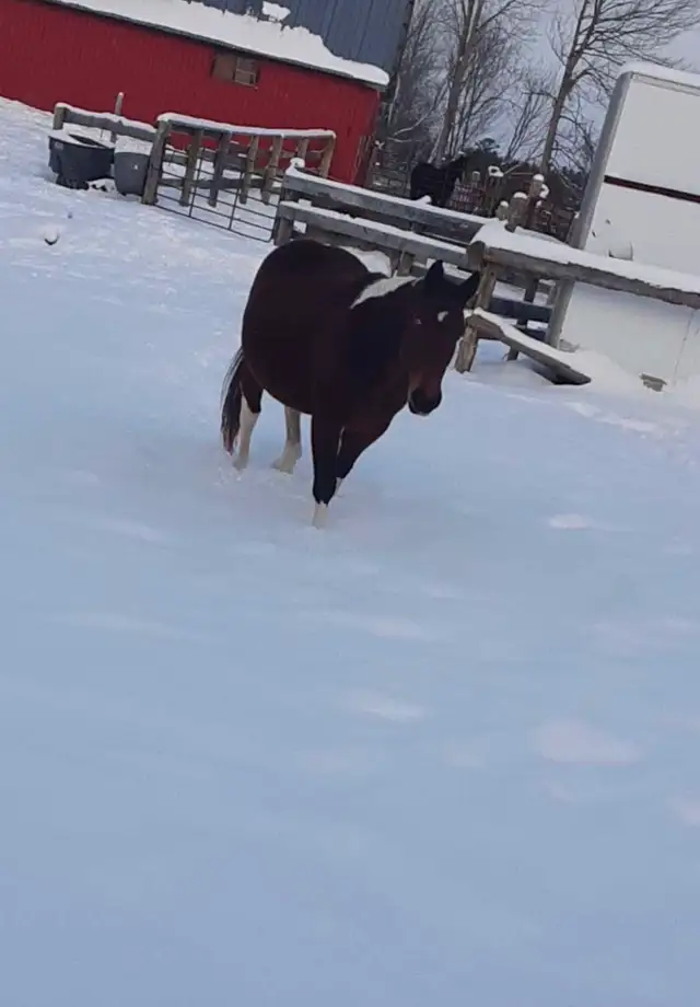 Paint mare - Photo 6