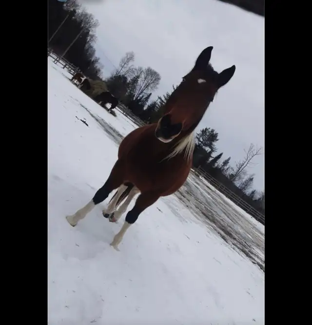 Paint mare - Photo 7