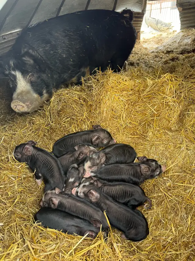 Weanling PB (Unregistered) Berkshire Hogs