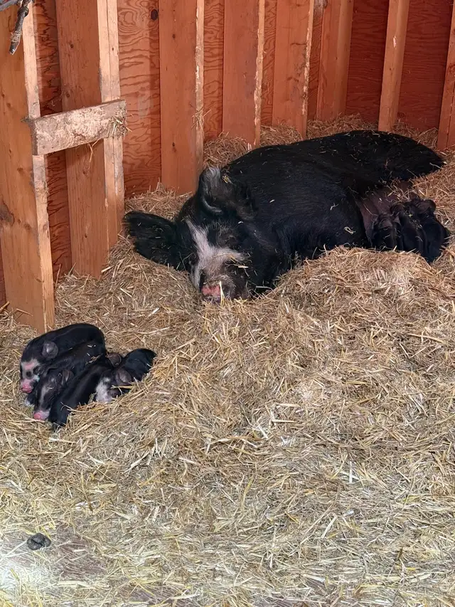 Weanling PB (Unregistered) Berkshire Hogs - Photo 2