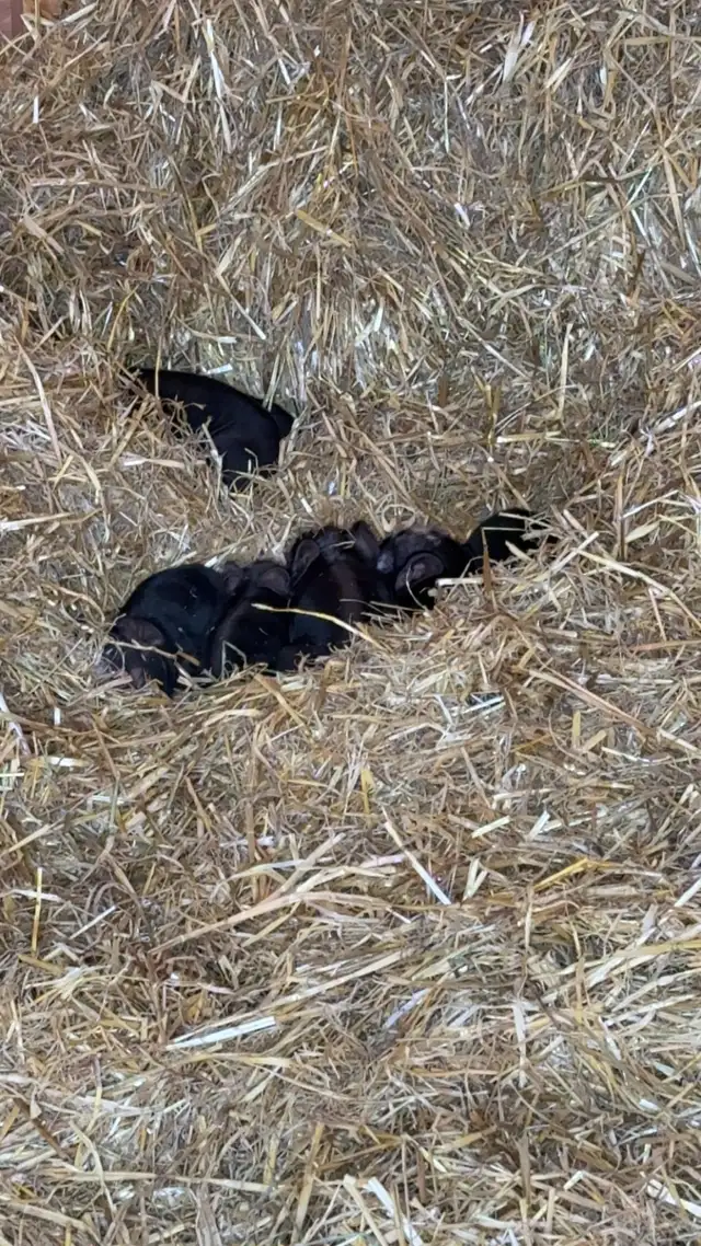 Weanling PB (Unregistered) Berkshire Hogs - Photo 3
