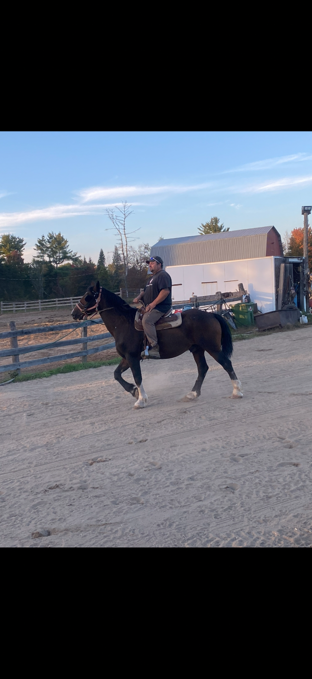 Gelding French Canadian Percheron - Photo 2