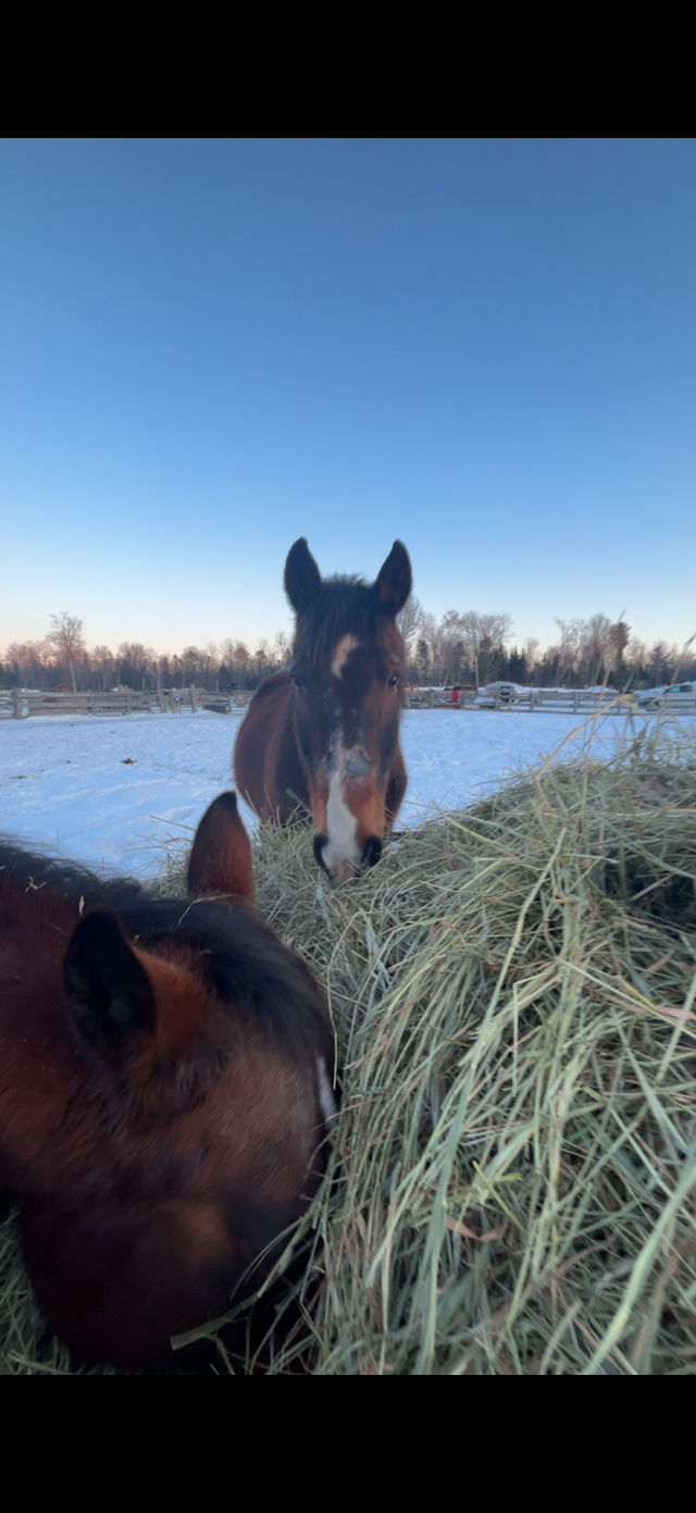 Gelding French Canadian Percheron - Photo 3