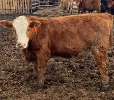 Open replacement heifers for sale