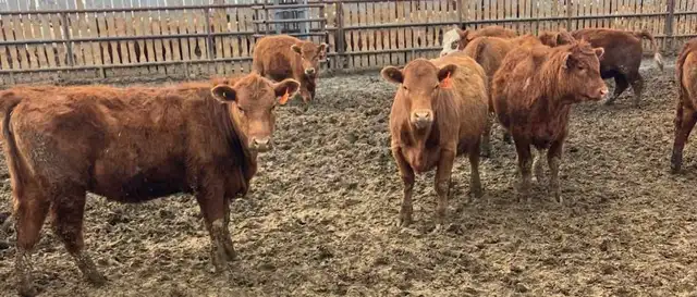 Open replacement heifers for sale - Photo 2