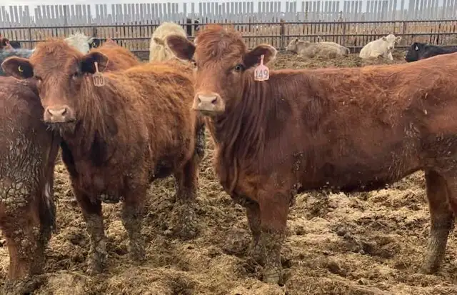 Open replacement heifers for sale - Photo 3