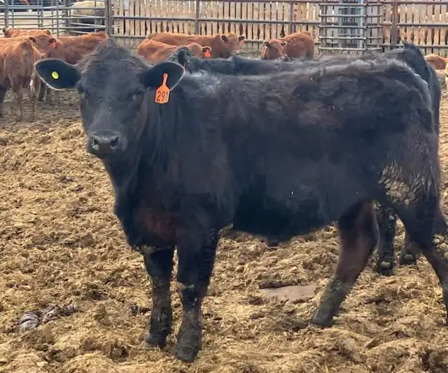 Open replacement heifers for sale - Photo 4