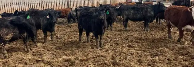 Open replacement heifers for sale - Photo 5