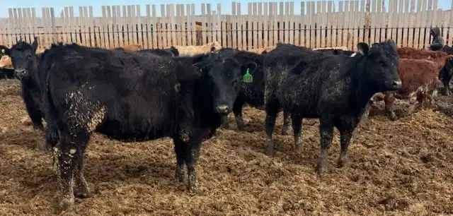Open replacement heifers for sale - Photo 6