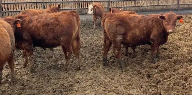 Open replacement heifers for sale - Photo 7