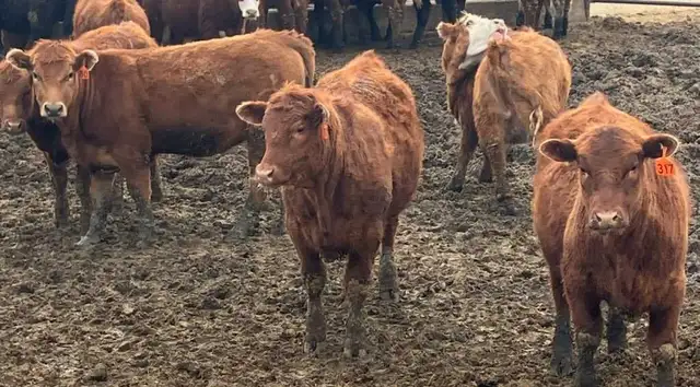 Open replacement heifers for sale - Photo 8