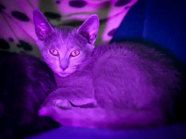 Russian Blue Kitten (Female)