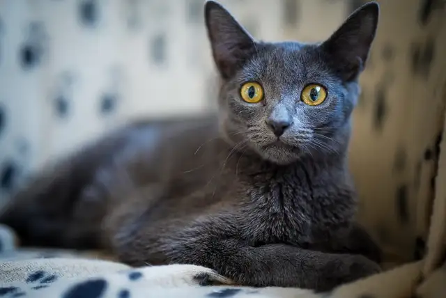 Russian Blue Kitten (Female) - Photo 4