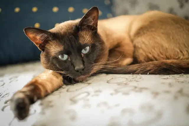 Russian Blue Kitten (Female) - Photo 6