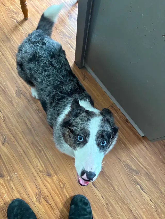 Corgi’s Male & Female older pups