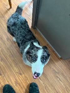 Corgi’s Male & Female older pups