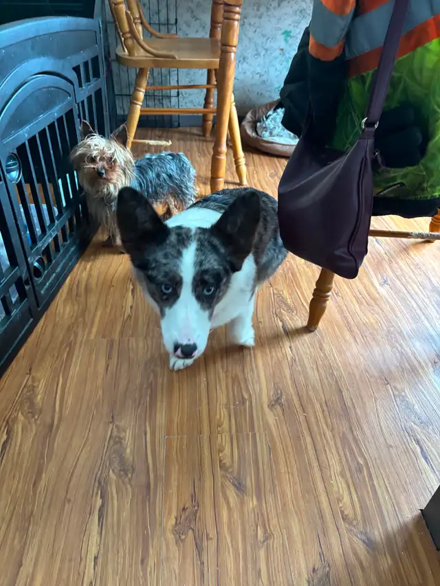 Corgi’s Male & Female older pups - Photo 2