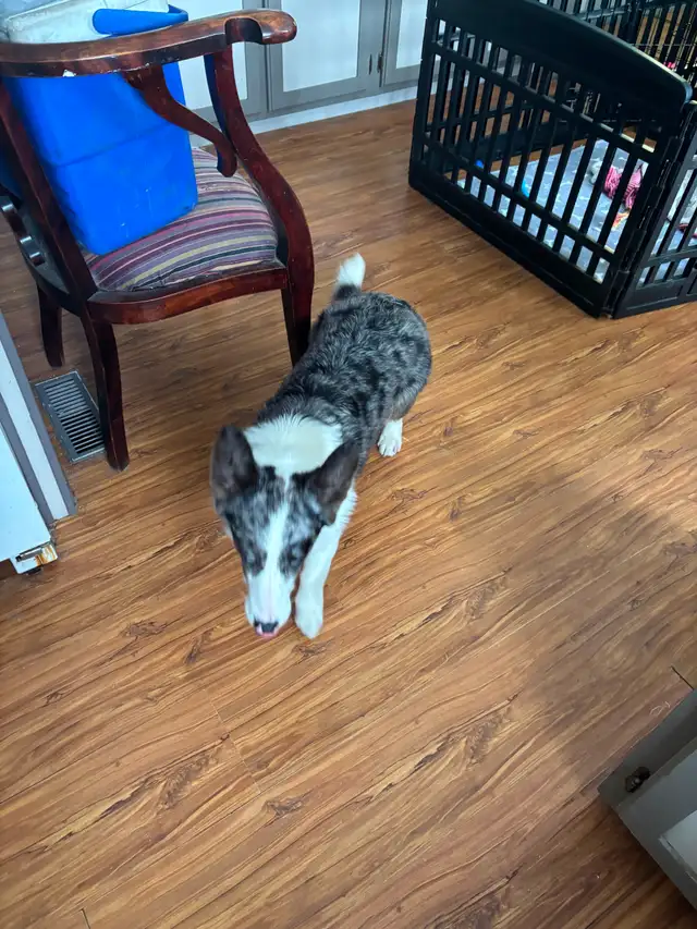 Corgi’s Male & Female older pups - Photo 3