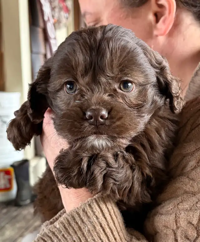 Family raised cockapoo pups